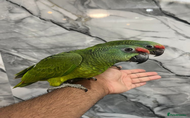 Parrots birds - Advert 1