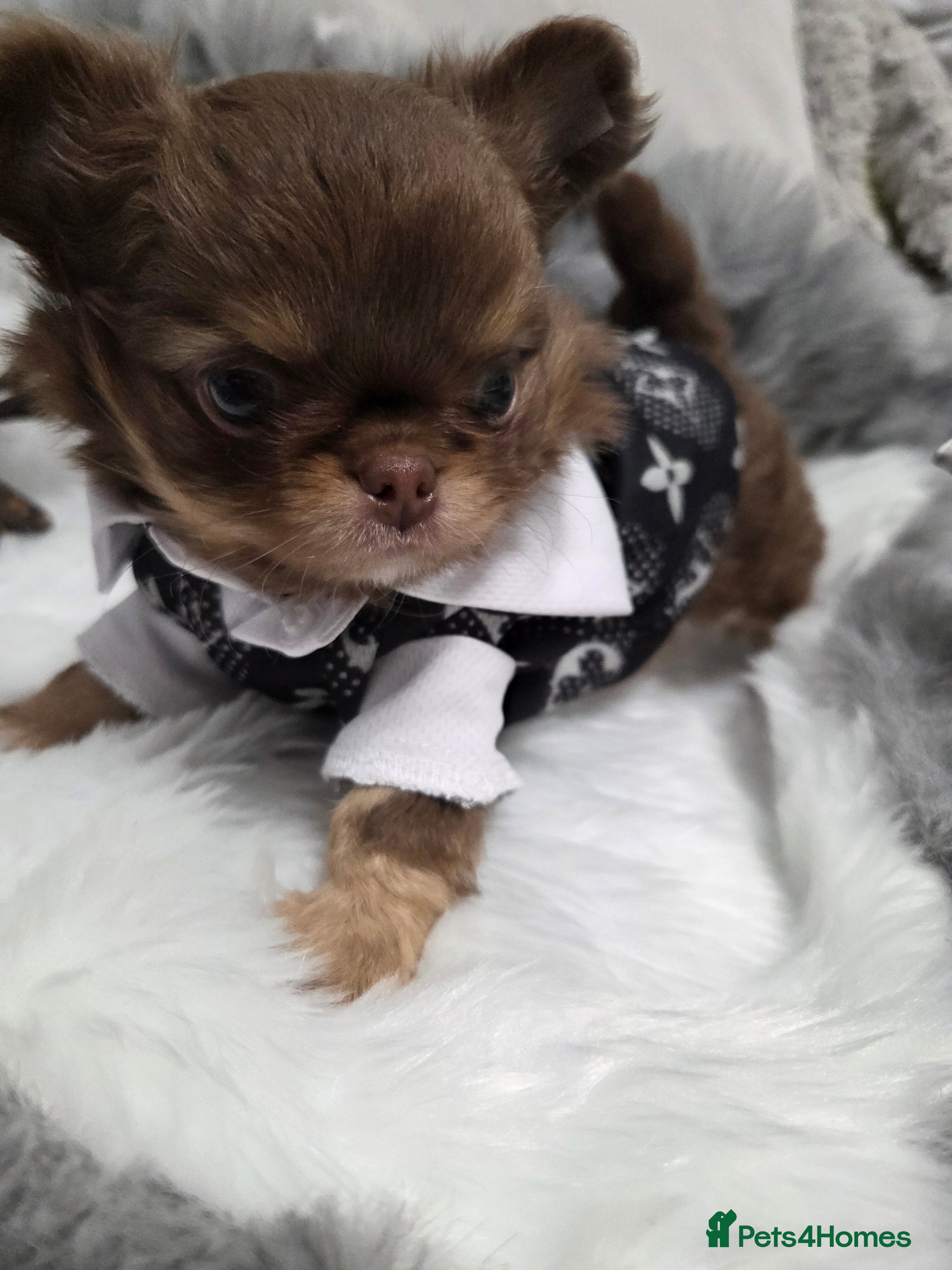 Chihuahua dogs Incredible chihuahua Boy - Advert 15