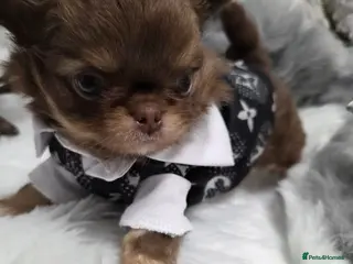 Chihuahua dogs Incredible chihuahua Boy - Advert 2