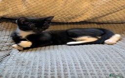 Domestic Shorthair cats for sale: Beautiful domestic short hair kittens for sale  - Image 24