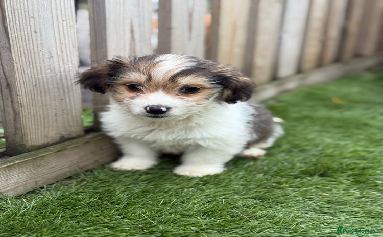 Mixed Breed dogs - Advert 3