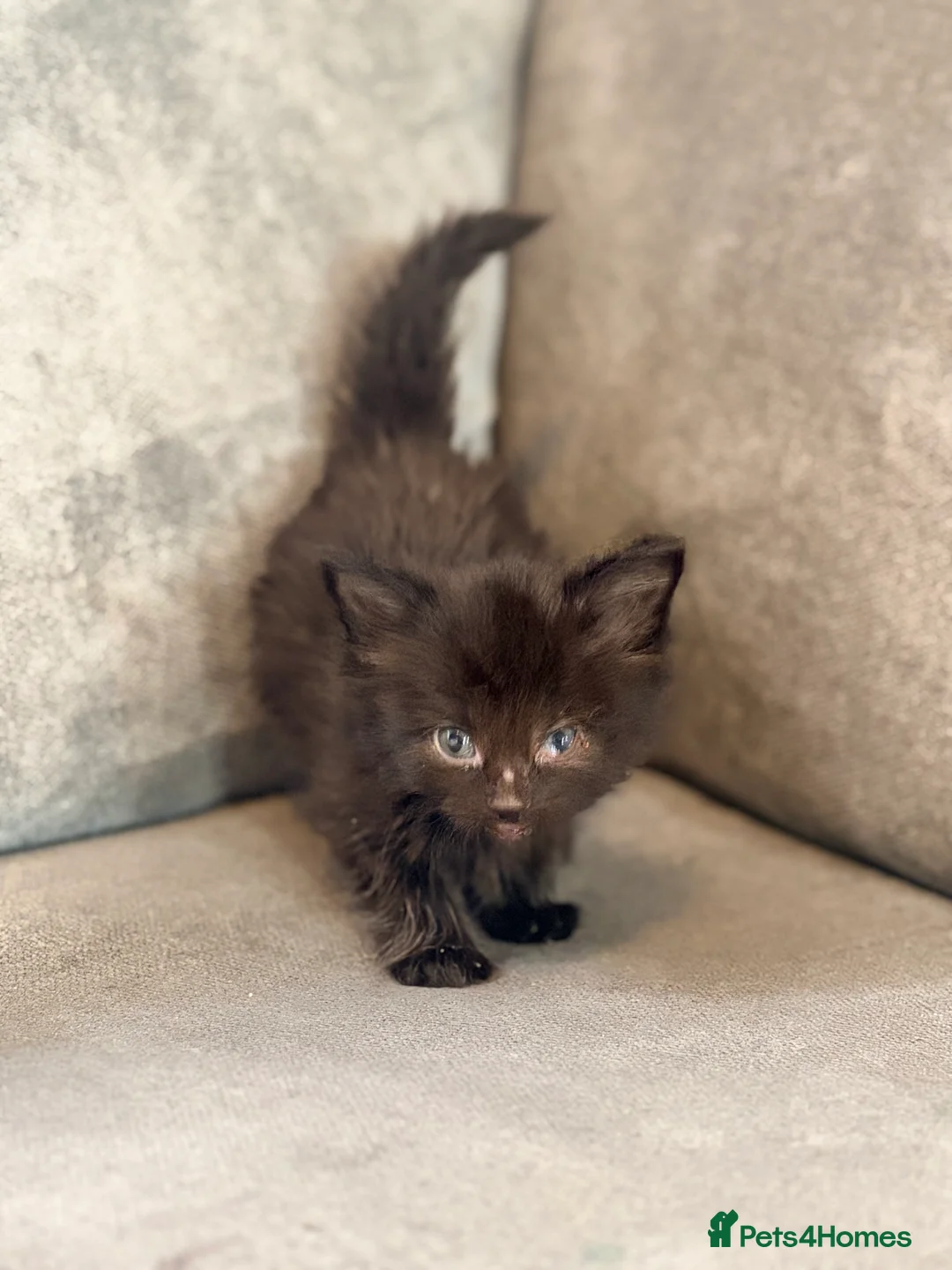 Mixed Breed cats for sale: Male long haired black and white kittens  - Advert 2
