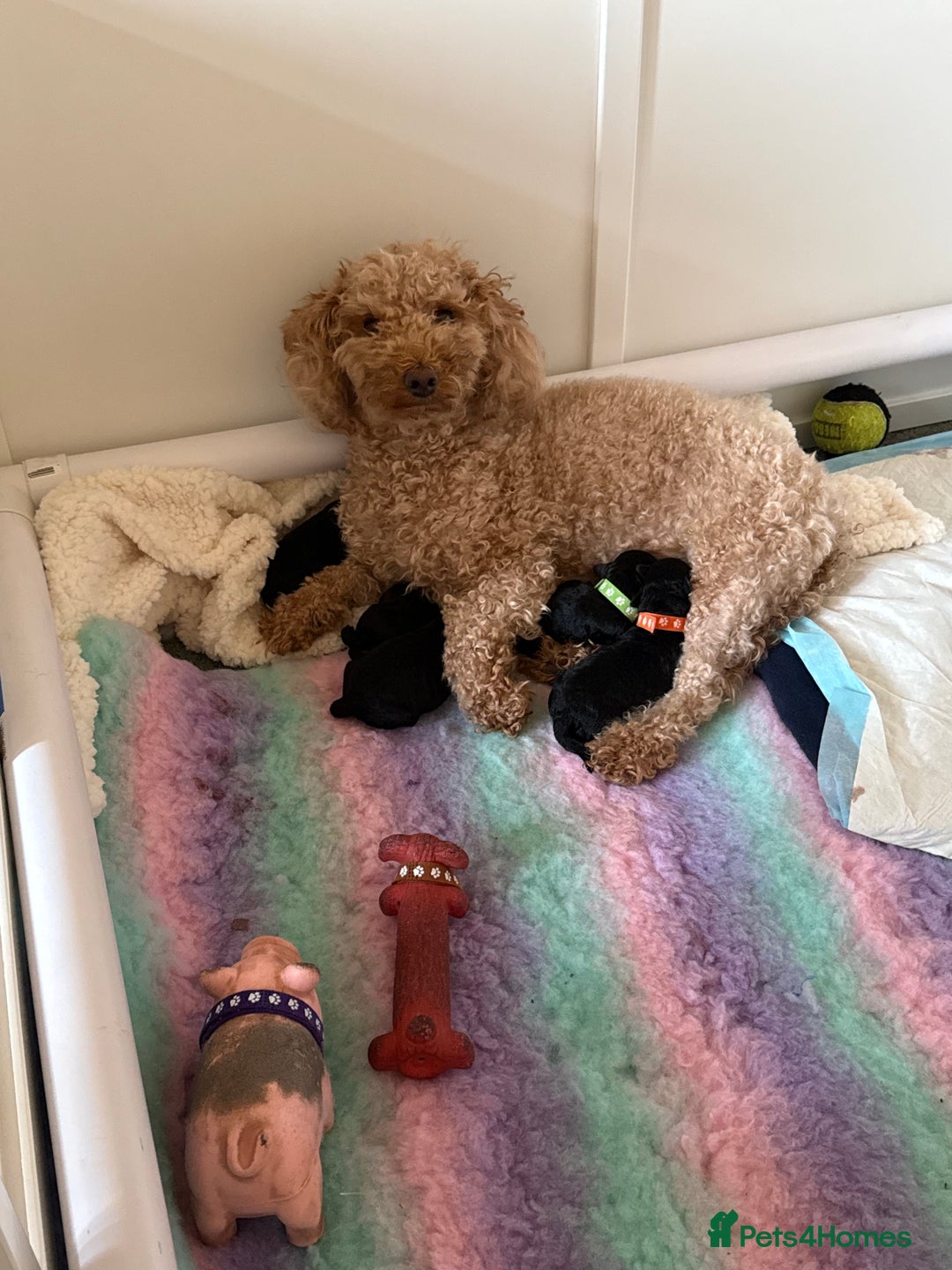 Maltipoo dogs for sale: Gorgeous 4-week-old Maltipoo puppies  - Image 10