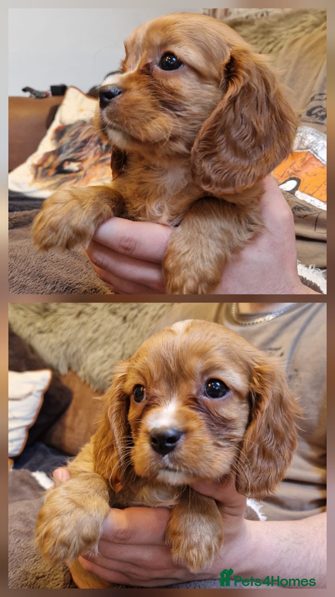 Mixed Breed dogs Stunning Cockalier Puppies For Sale - Advert 2