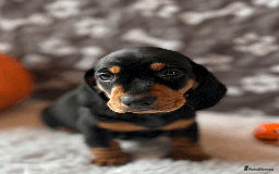 Dachshund dogs for sale: Beautiful Dachshund Puppies Ready to go 8th Nov  - Image 17