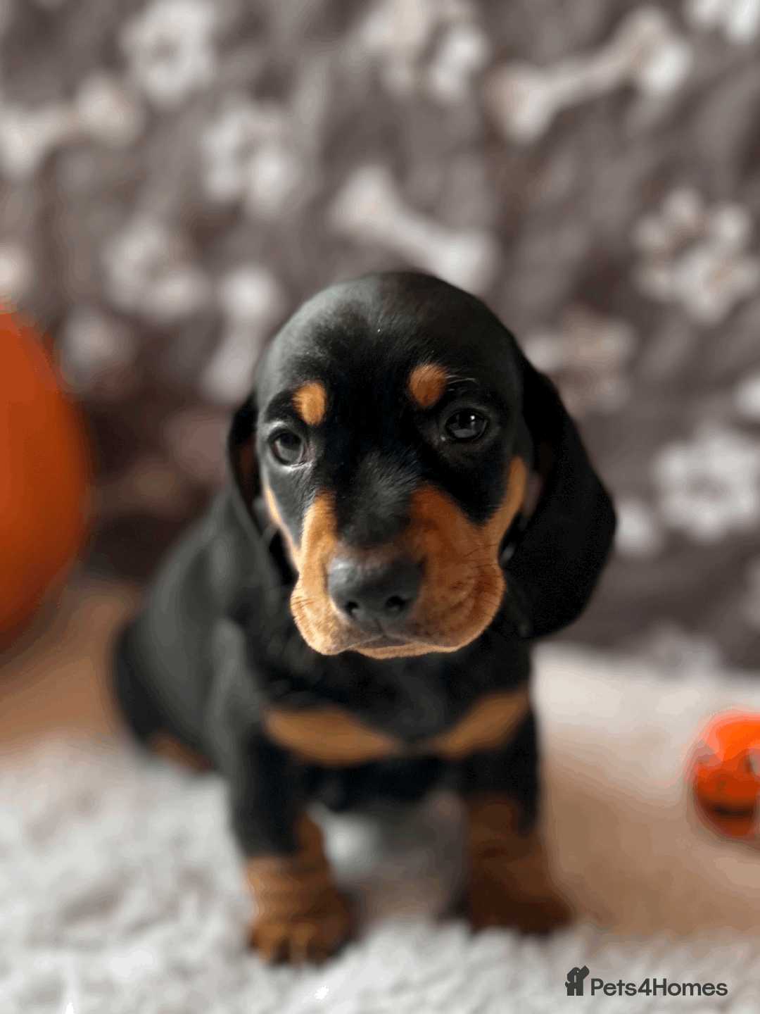 Dachshund dogs for sale: Beautiful Dachshund Puppies Ready to go 8th Nov  - Image 17