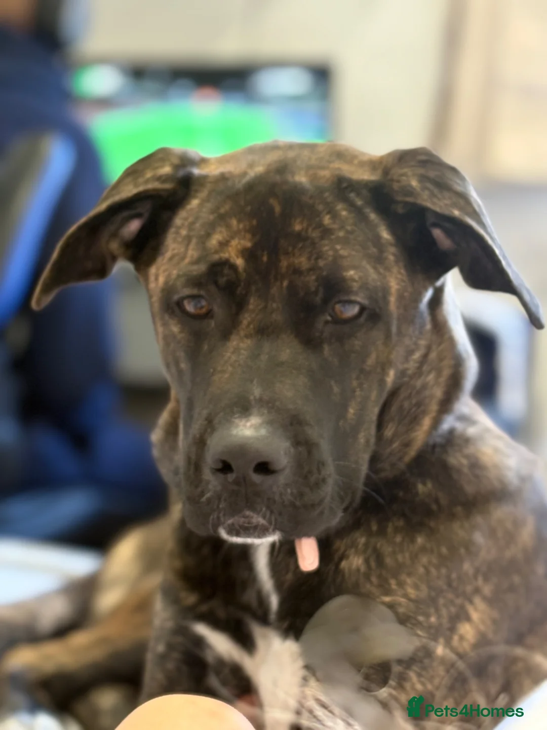 Mixed Breed dogs for sale: Canecorsoxakita in Walton-on-Thames - Advert 1