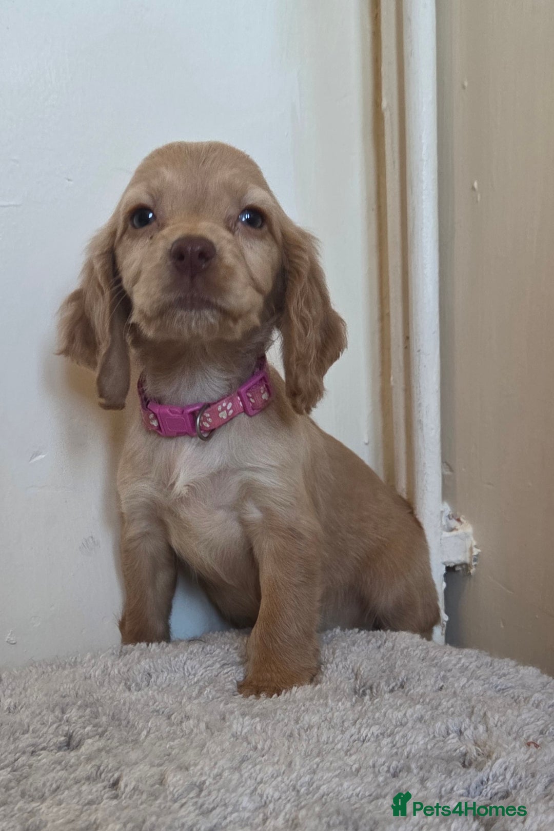 Cocker Spaniel dogs for sale: 6 cocker spaniel pups  - Advert 19