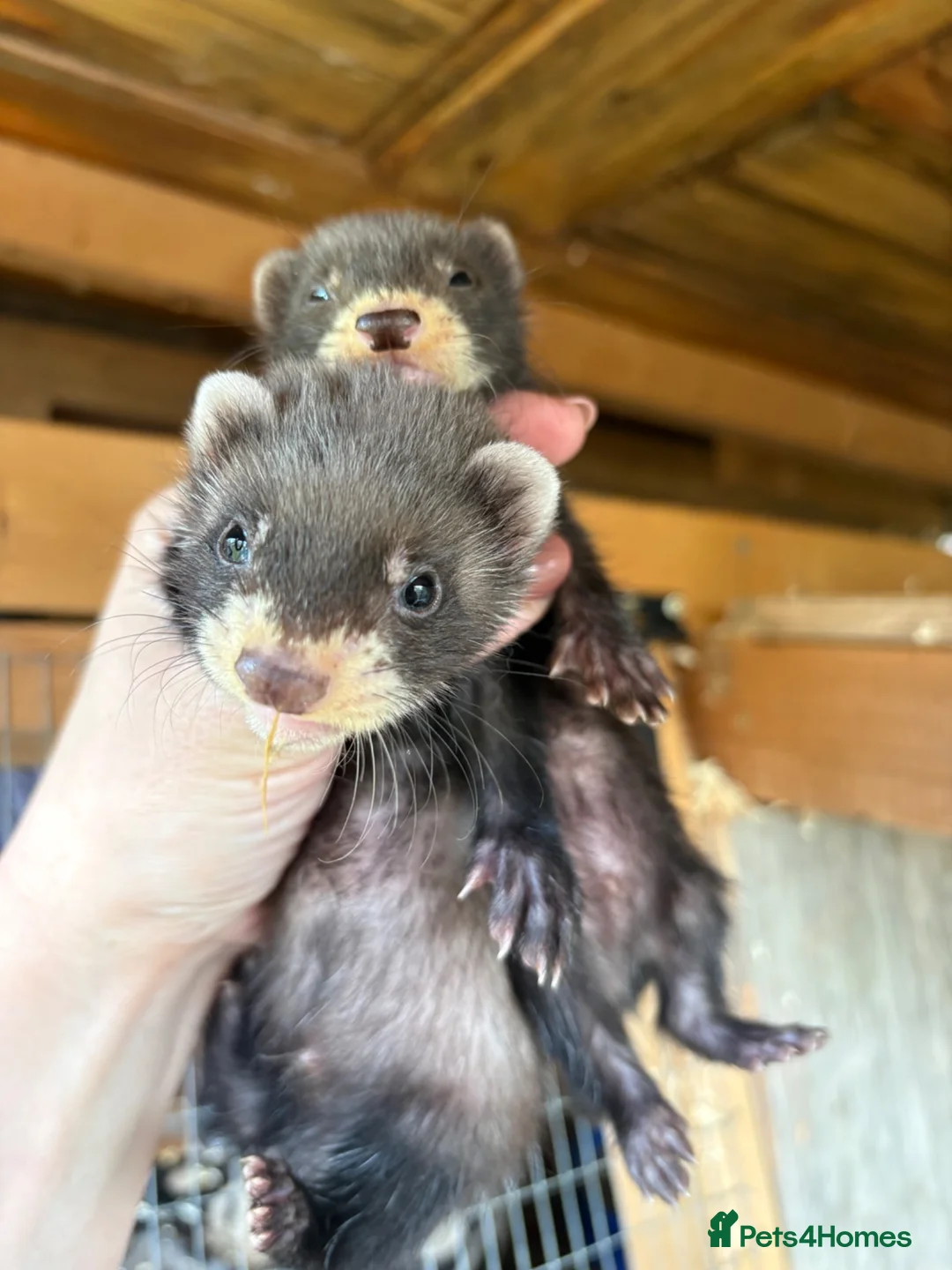 Ferret rodents for sale: European polecat x ferret kids - Advert 1