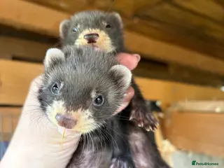 Ferret rodents European polecat x ferret kits - Advert 16