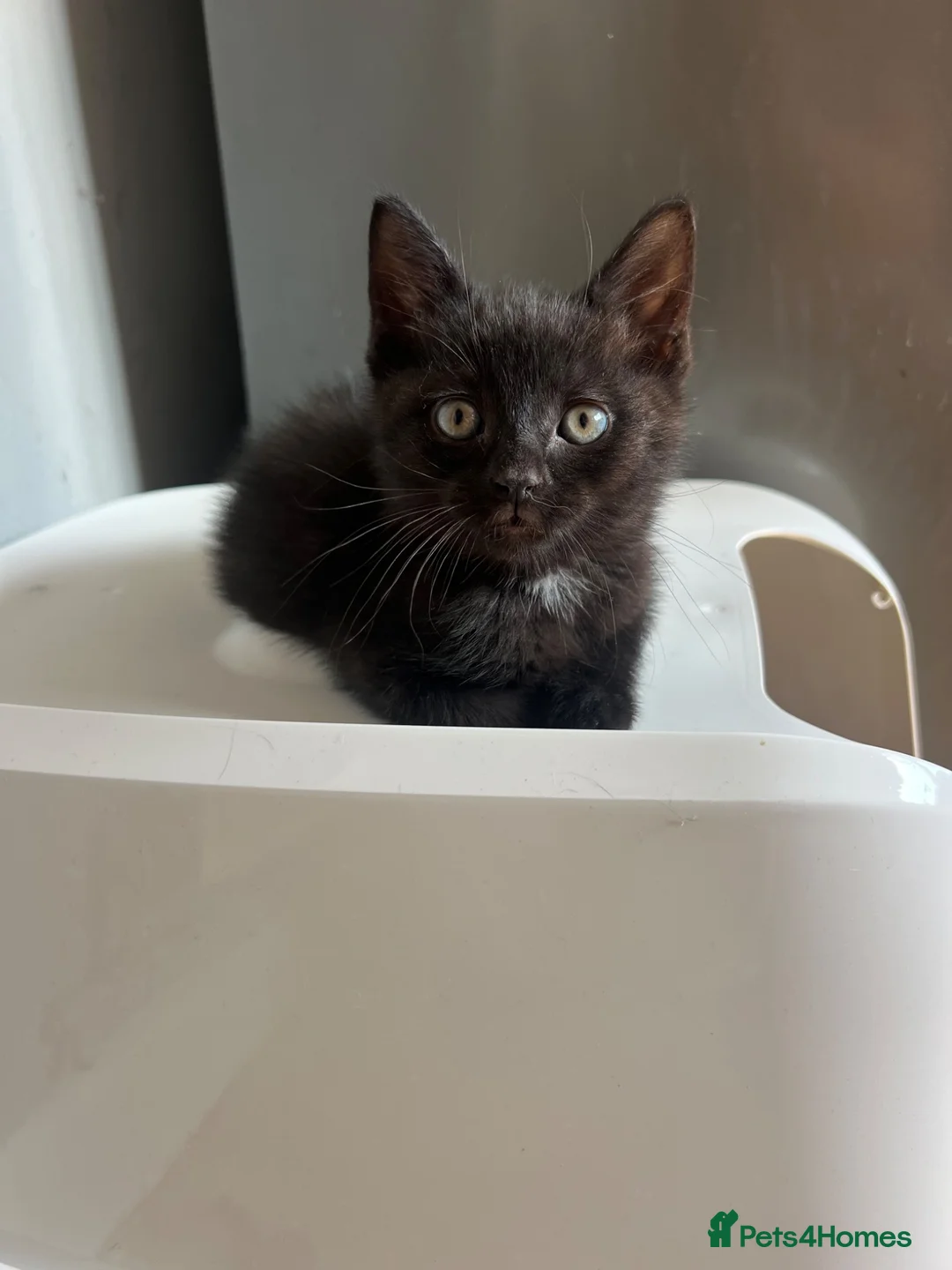 Mixed Breed cats for sale: Male kitten - Advert 24