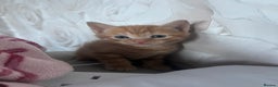 Mixed Breed cats for sale: orange mixed breed kittens  - Advert 3