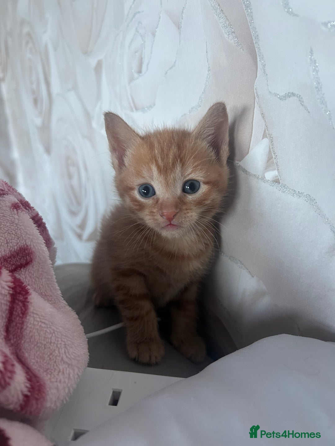 Mixed Breed cats for sale: orange mixed breed kittens  - Advert 3