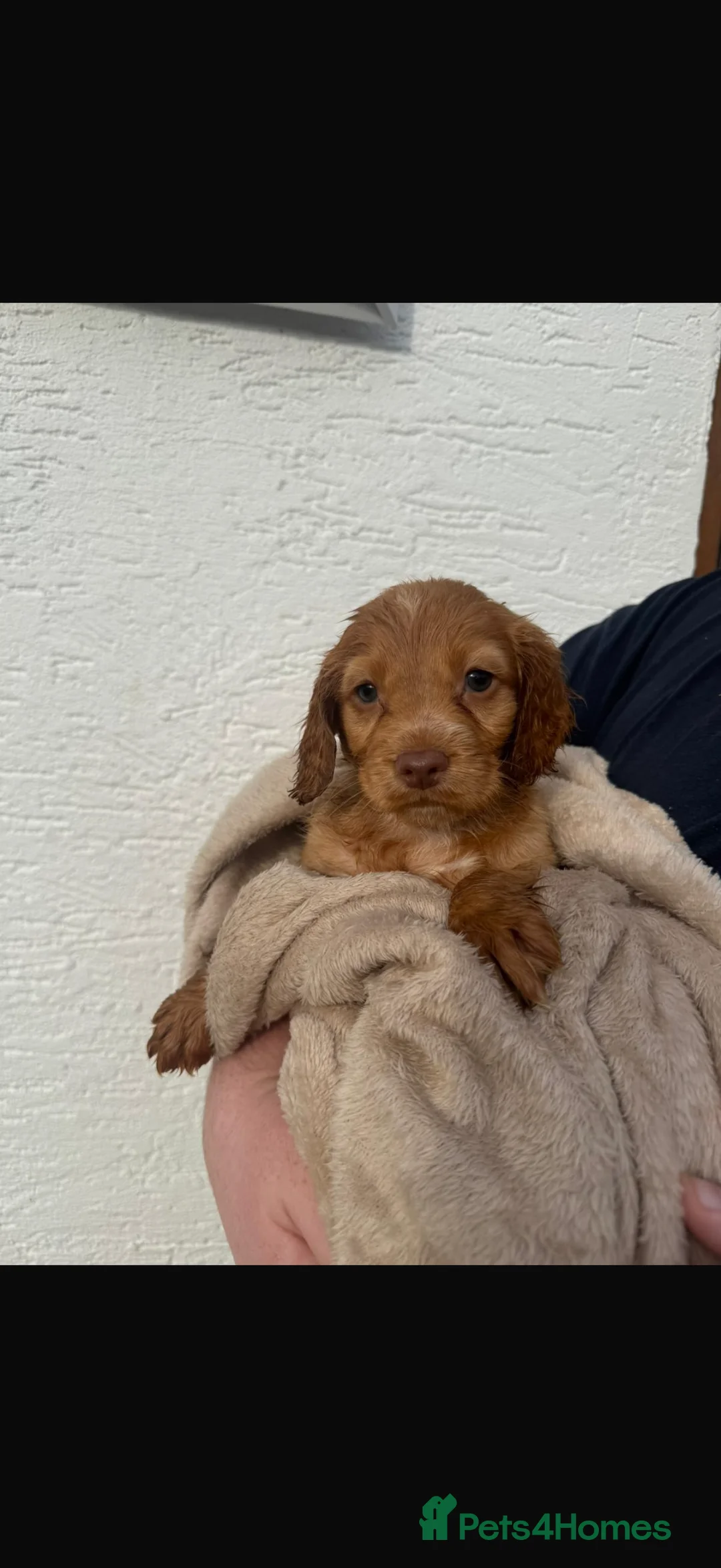 Cocker Spaniel dogs for sale: Cocker spaniel puppies  - Advert 5