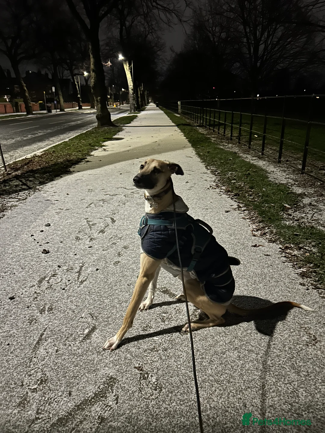 Greyhound dogs for sale: One Year Old Greyhound - Advert 4