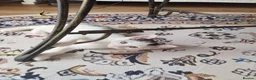 Mixed Breed cats for sale: 2 Kittens Ready for New Homes, 10 Weeks Old - Advert 24