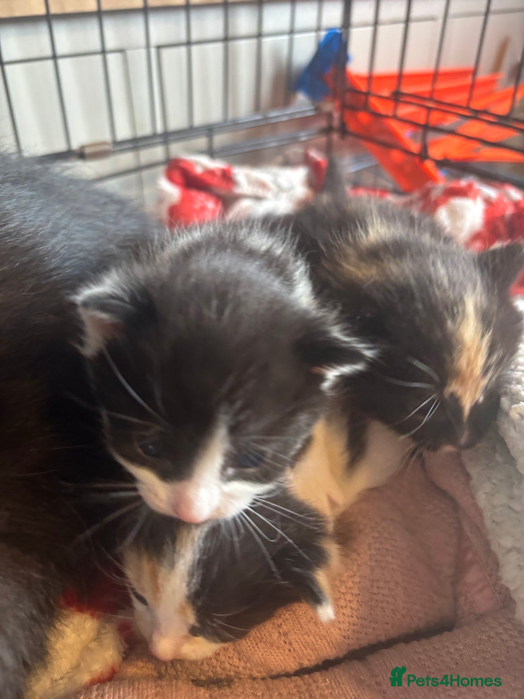 Mixed Breed cats for sale: 3 beautiful Kittens for sale  - Image 10
