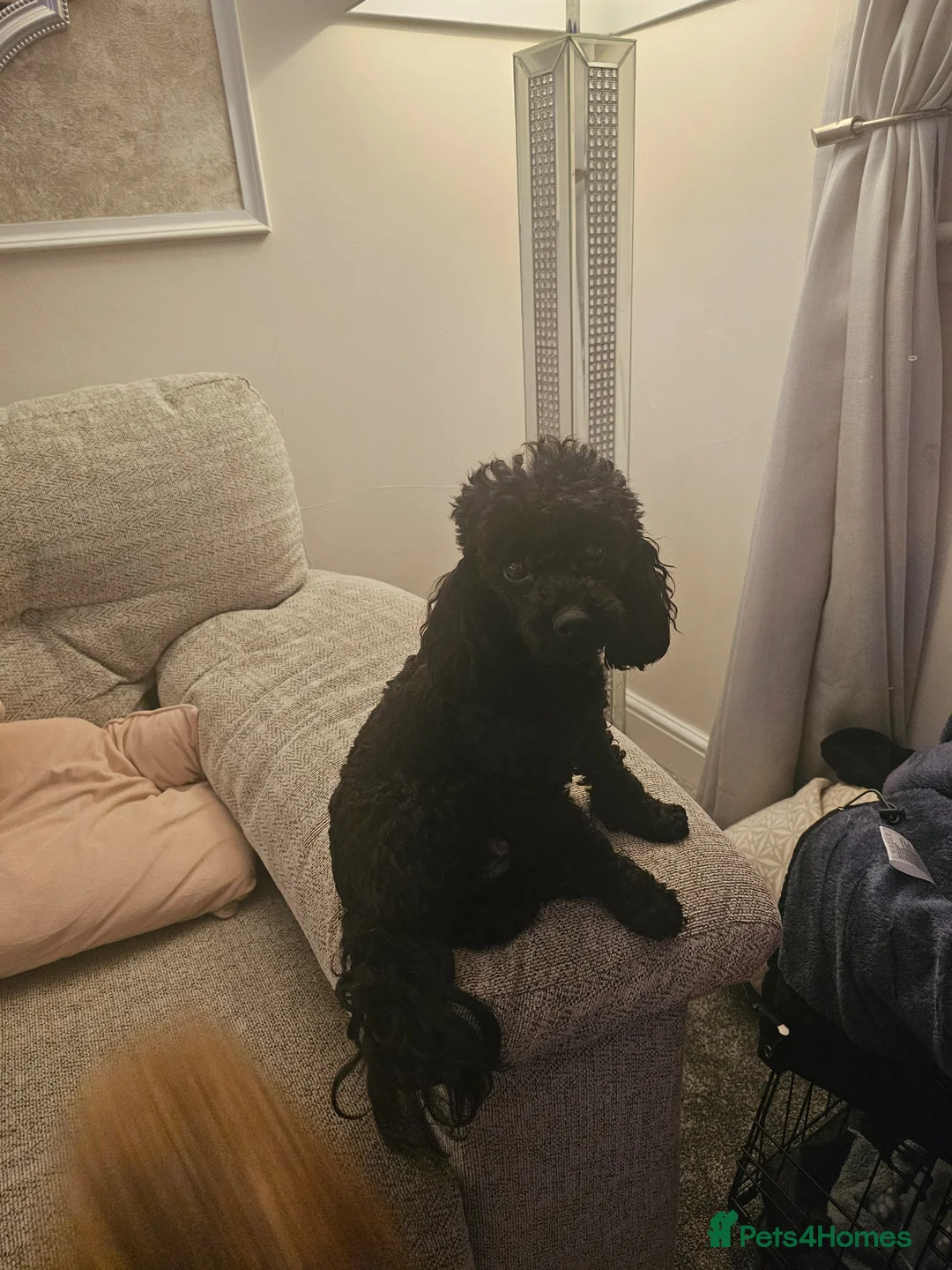 Toy Poodle dogs for sale: Red toy poodle boy in Spennymoor - Advert 1