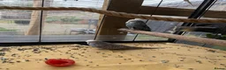 Budgerigars birds for sale: Budgerigar for sale 7 of them - Advert 6