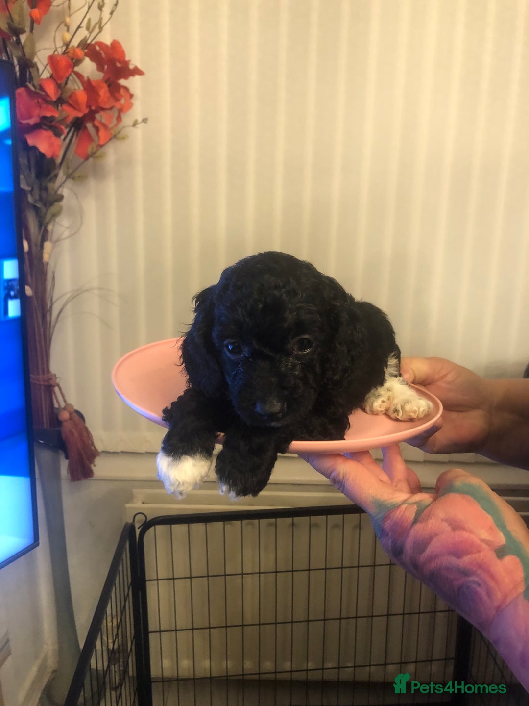 Cockapoo dogs for sale: Miniature Cockapoos F1B  - Image 2