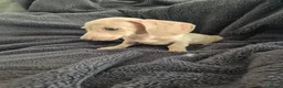 Miniature Dachshund dogs for sale: LAST 3x Dachshund boys ready NOW fully vacs - Advert 14