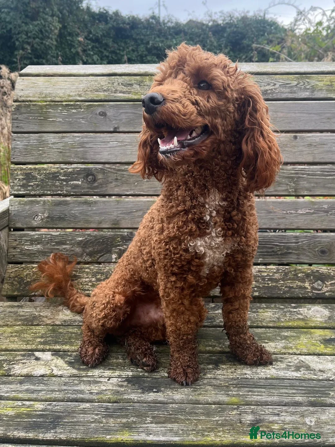 Miniature Poodle dogs for stud: EDDIE Red miniature poodle stud  in Blaydon-on-Tyne - Advert 4