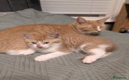 Mixed Breed cats for sale: Playful boy for sale ready now - Image 10