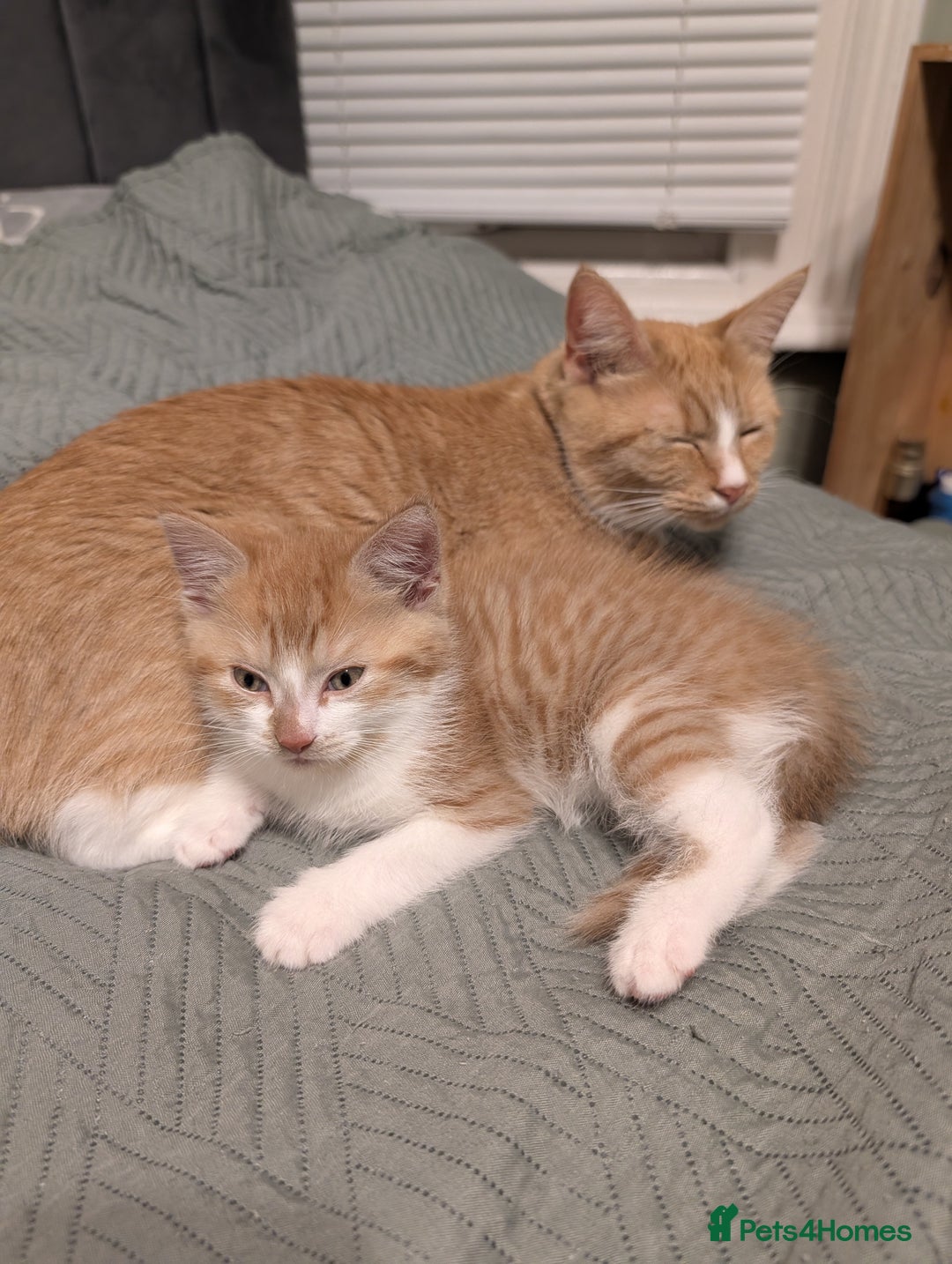 Mixed Breed cats for sale: Playful boy for sale ready now - Image 10