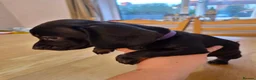 Miniature Dachshund dogs for sale: 3 male miniature dachshunds  - Advert 7