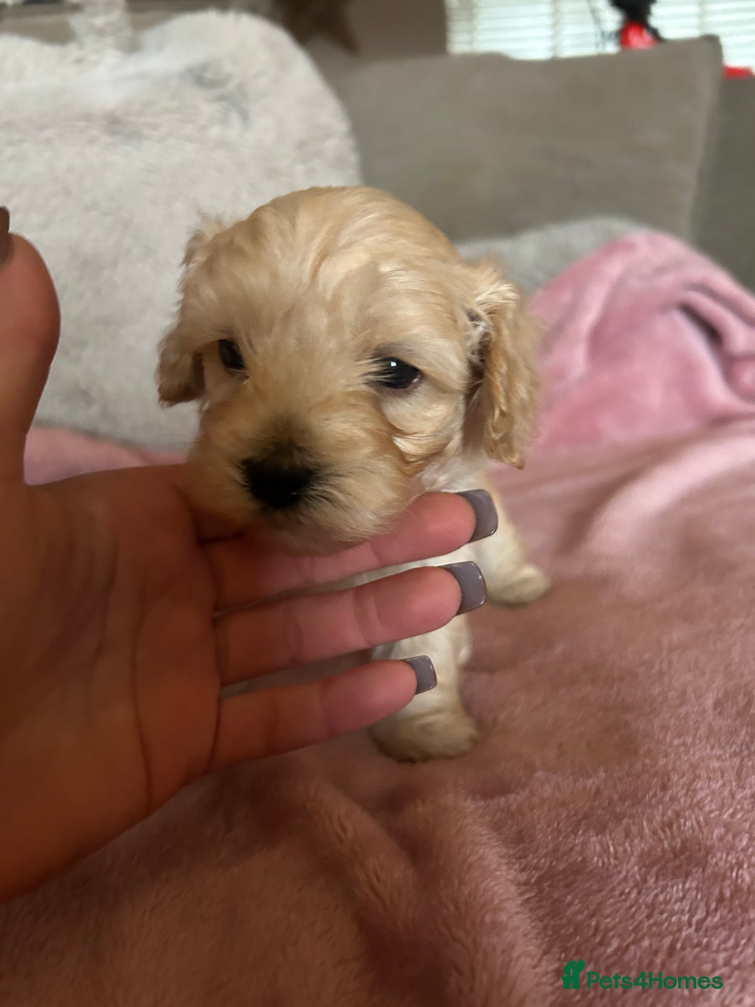 Maltipoo dogs for sale: Stunning maltipoos  - Advert 13