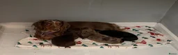 Dachshund dogs for sale: KC reg long hair dachshunds  - Advert 1