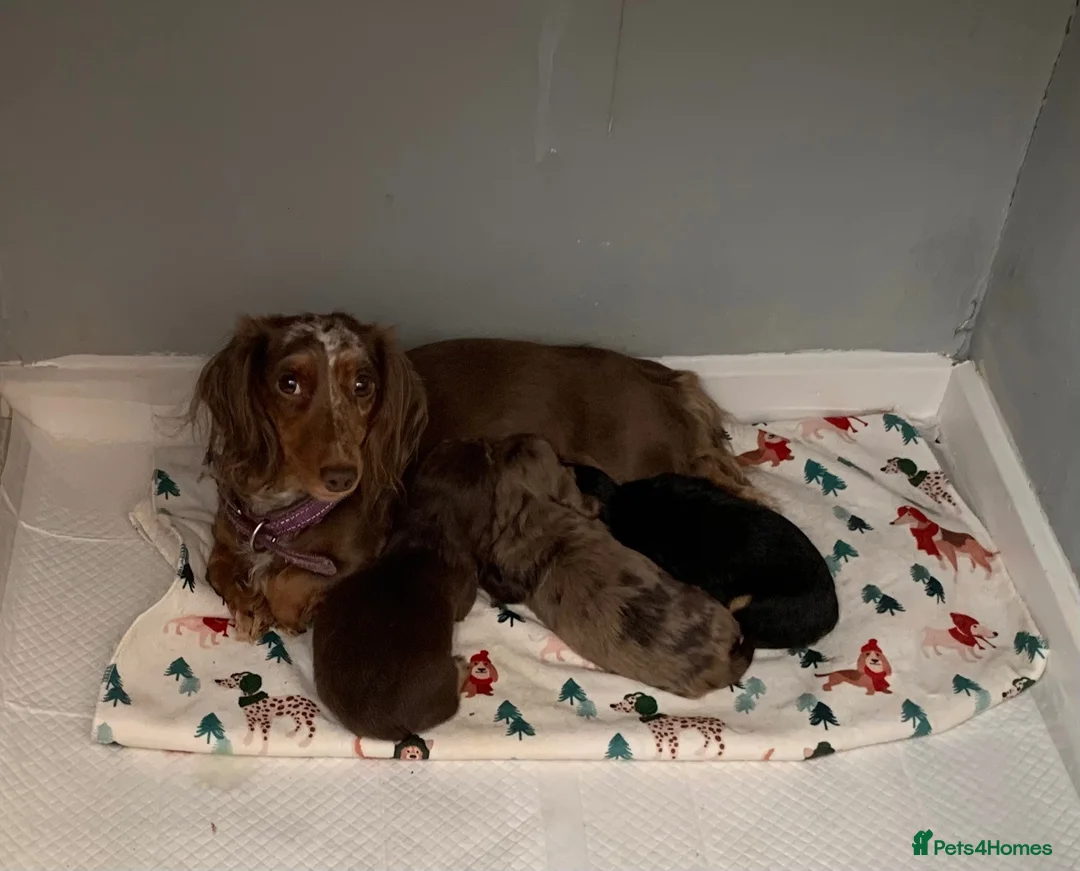 Dachshund dogs for sale: KC reg long hair dachshunds  - Advert 1