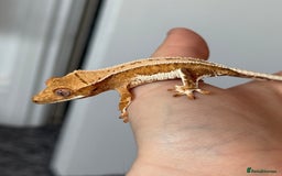 Gecko reptiles for sale: Crested gecko babies- various morphs in Southampton - Image 1