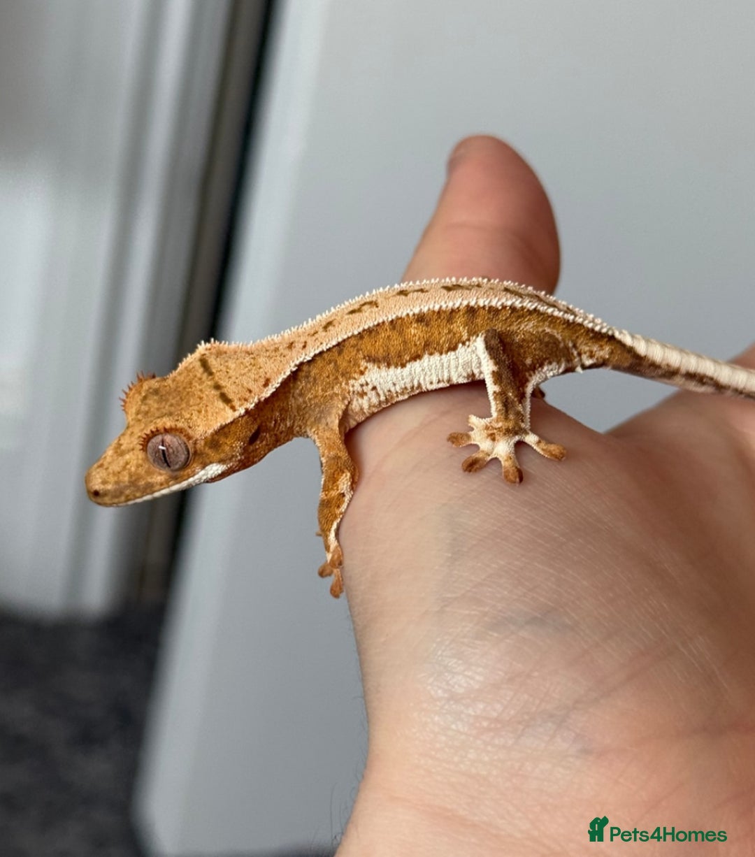Gecko reptiles for sale: Crested gecko babies- various morphs in Southampton - Image 1