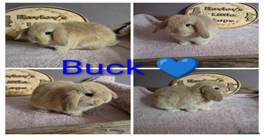Mini Lop rabbits - Advert 5