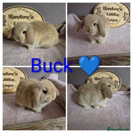 Mini Lop rabbits - Advert 3