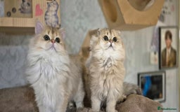 Scottish Fold cats for sale: I girl left! TICA reg. Scottish Fold ready to go - Image 7