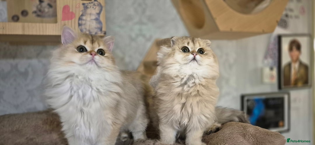 Scottish Fold cats for sale: I girl left! TICA reg. Scottish Fold ready to go - Image 7