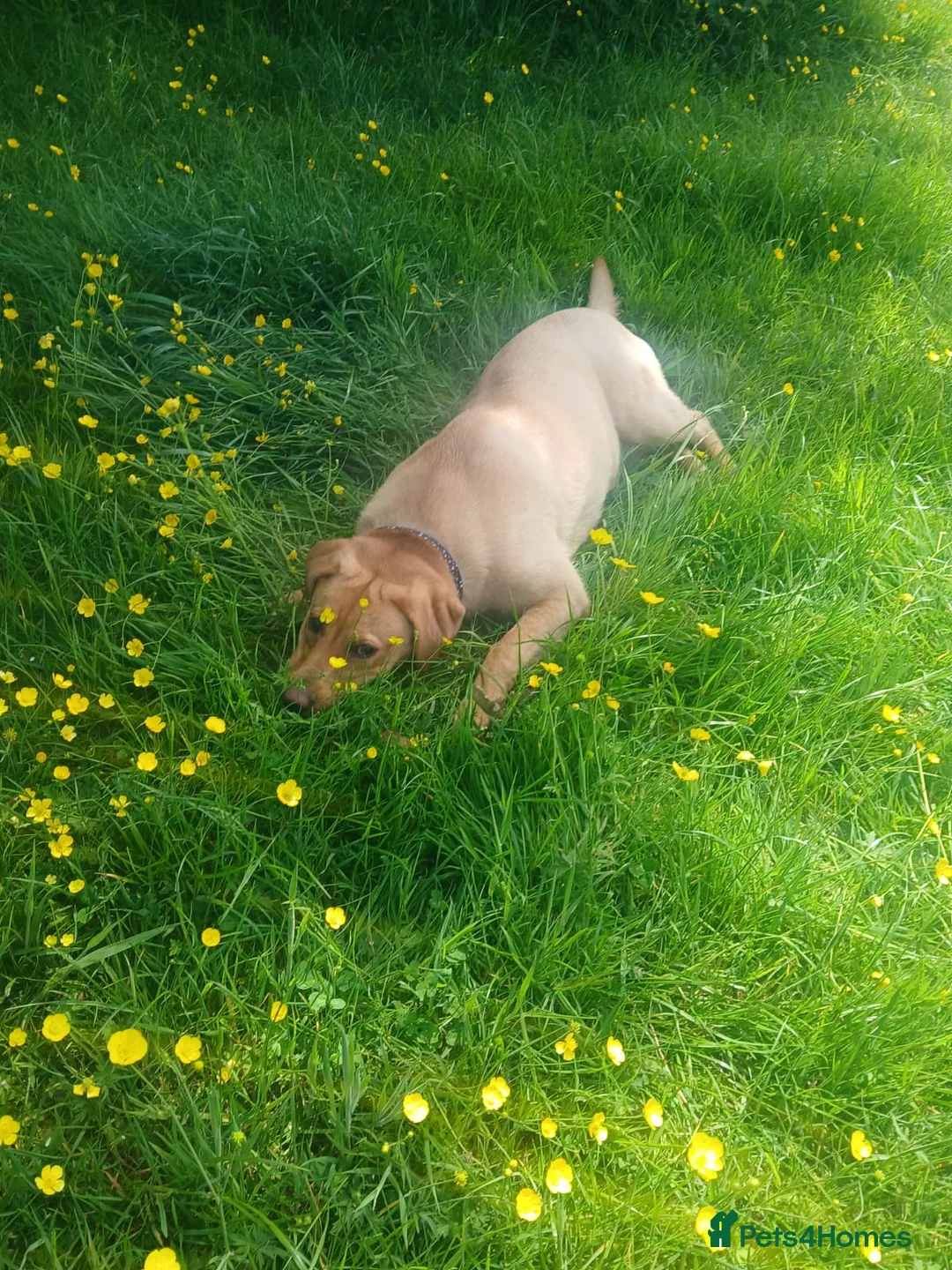 Labrador Retriever dogs for sale: Chunky lovely labrador girl - Advert 4