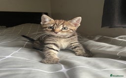 Mixed Breed cats for sale: 1/4 Bengal Female Kitten  - Image 4