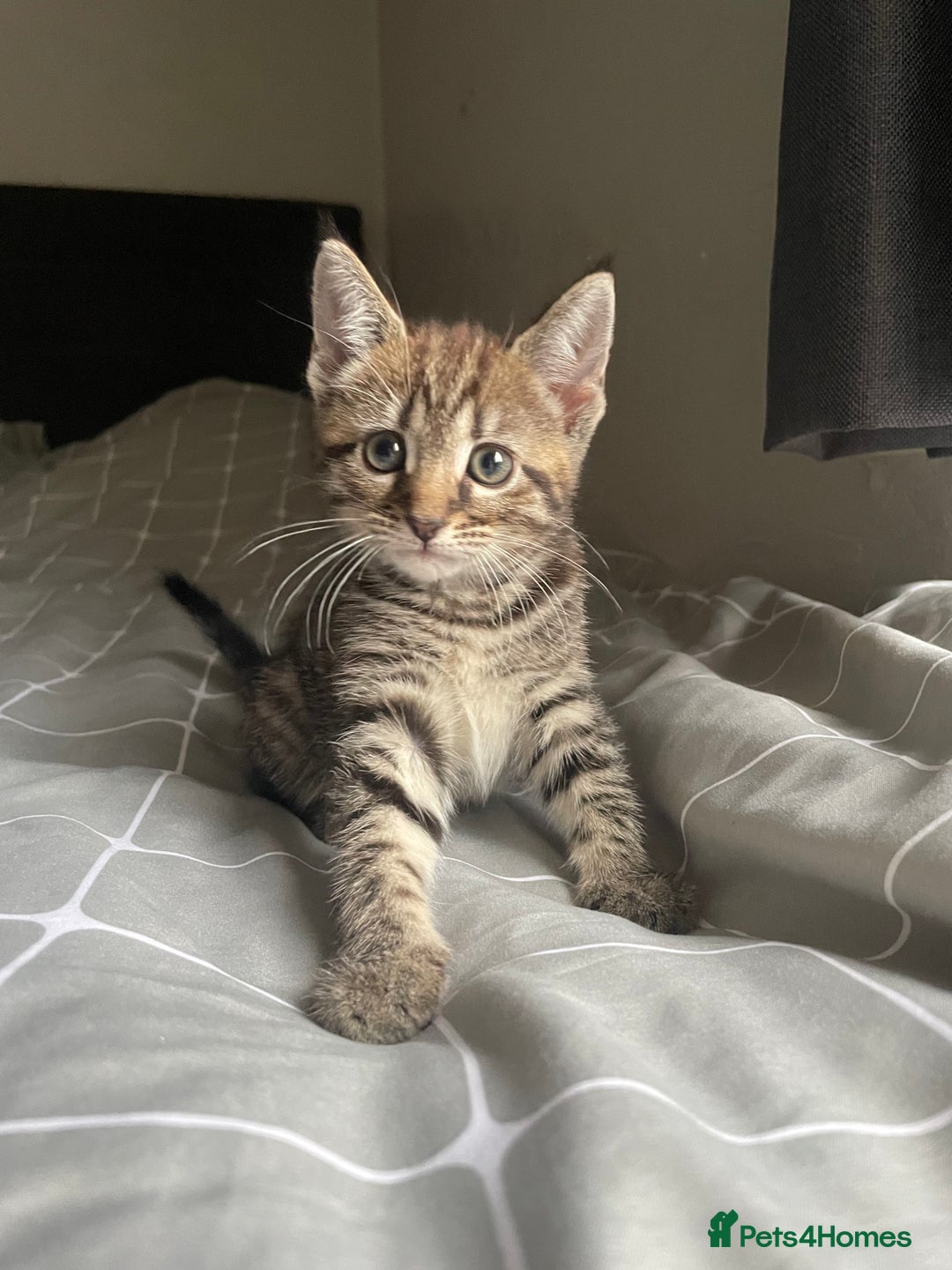 Mixed Breed cats for sale: 1/4 Bengal Female Kitten  - Image 4