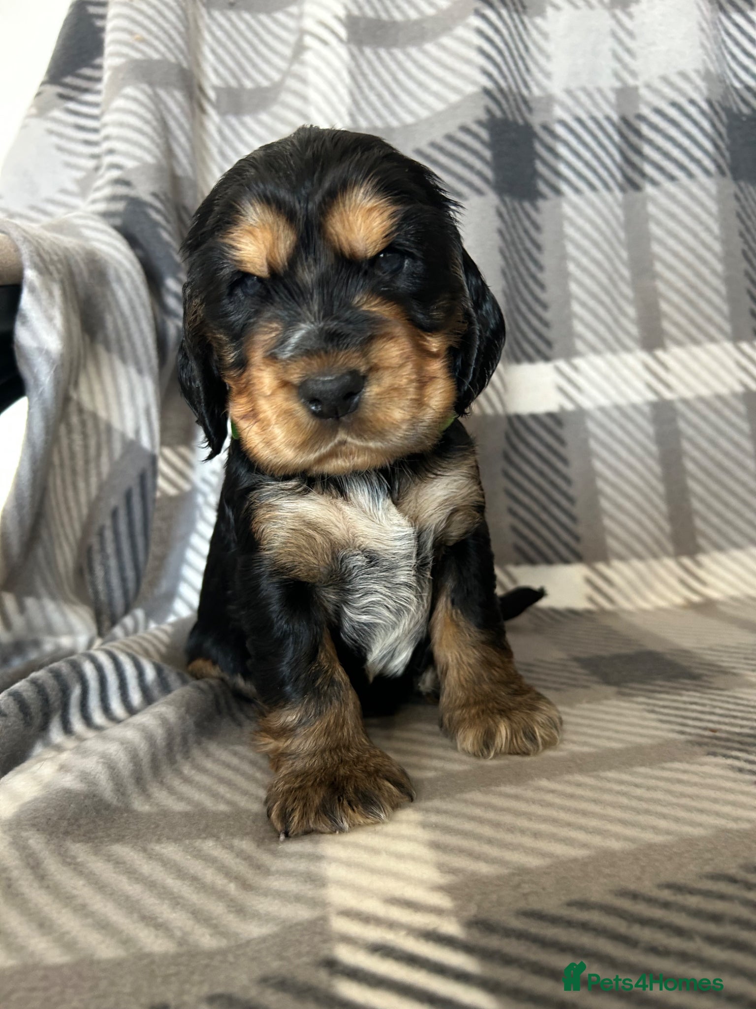 Cocker Spaniel dogs KC reg Show Cocker Spaniel Puppies - Advert 1