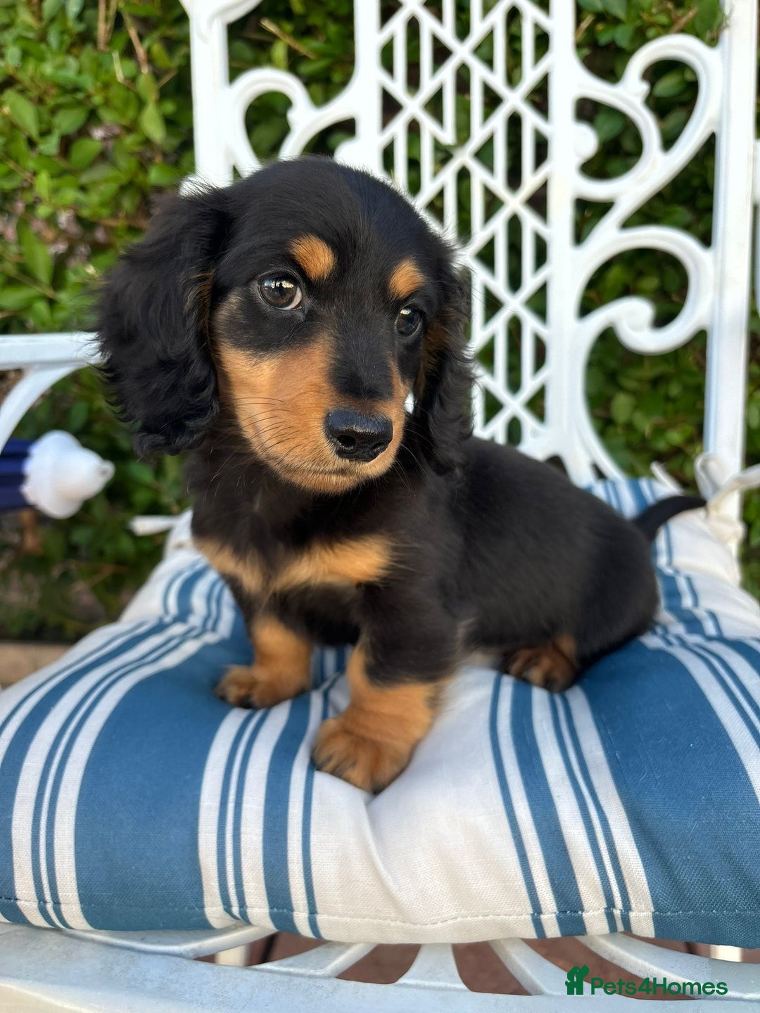 Dachshund Keeshond Corgi Mix Corgi Figurine Hand Painted