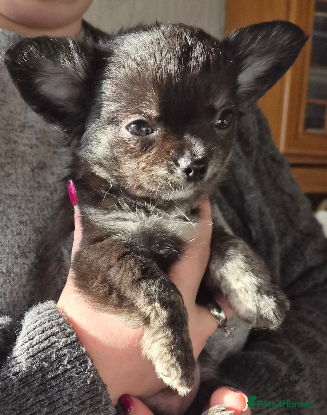 Chihuahua dogs for sale: Beautiful puppies.   - Advert 3