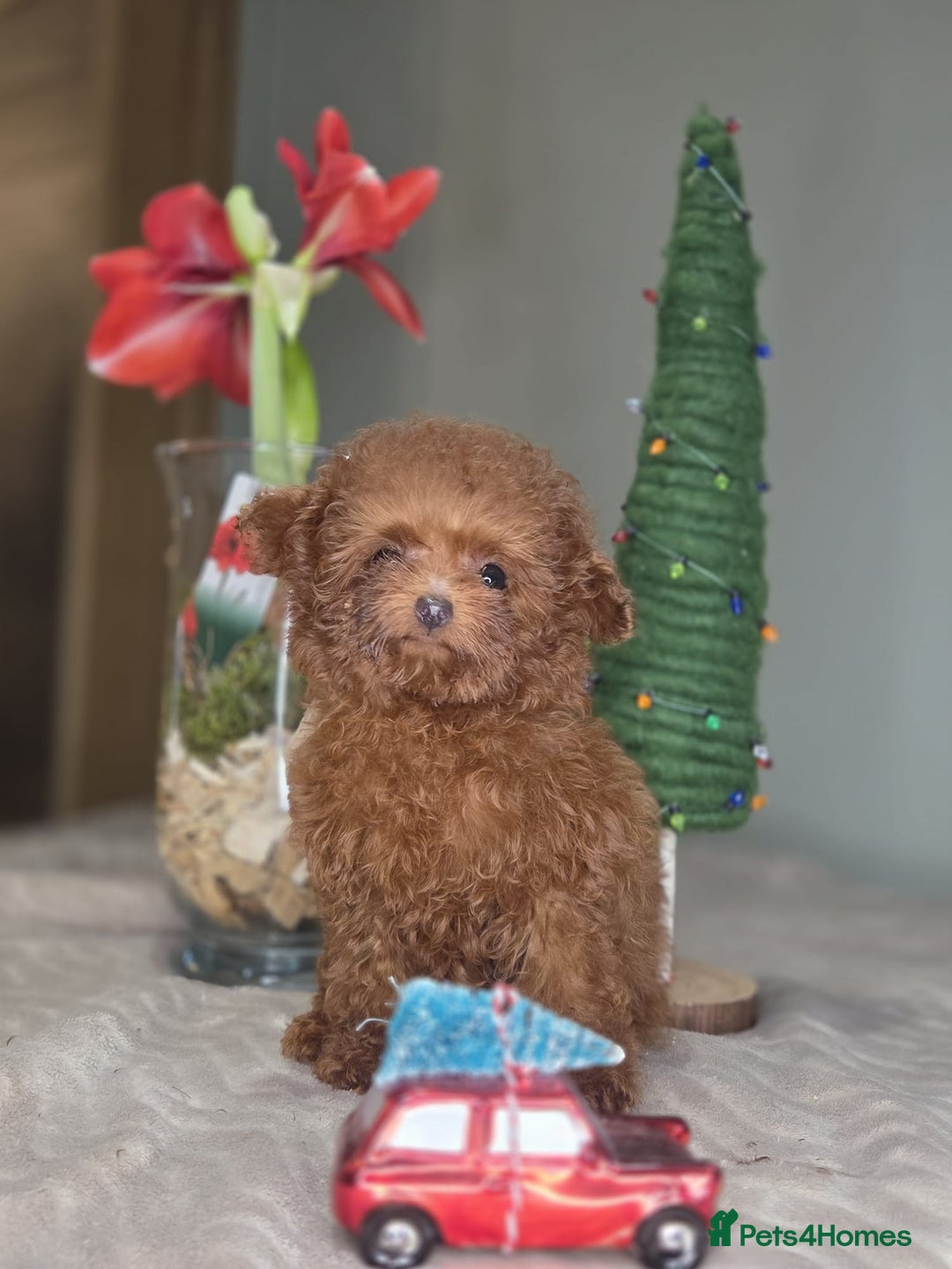 Toy Poodle dogs for sale: Full Asian girl - Advert 13
