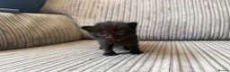 Mixed Breed cats for sale: Half ragdoll kittens  - Advert 38