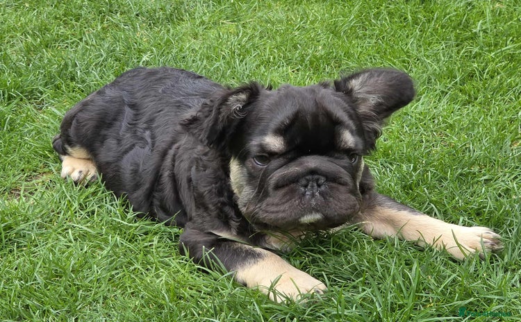 French Bulldog dogs - Advert 3