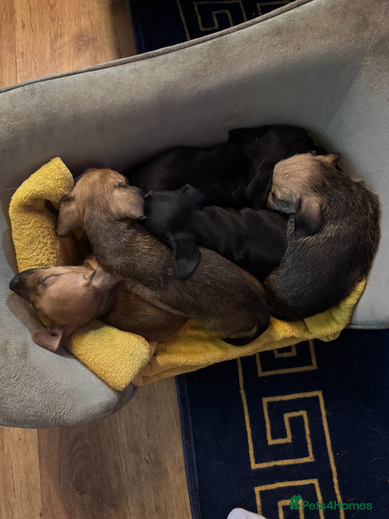 Chiweenie dogs DACSHUND CROSS CHIHUAHUA PUPPYS  - Advert 2