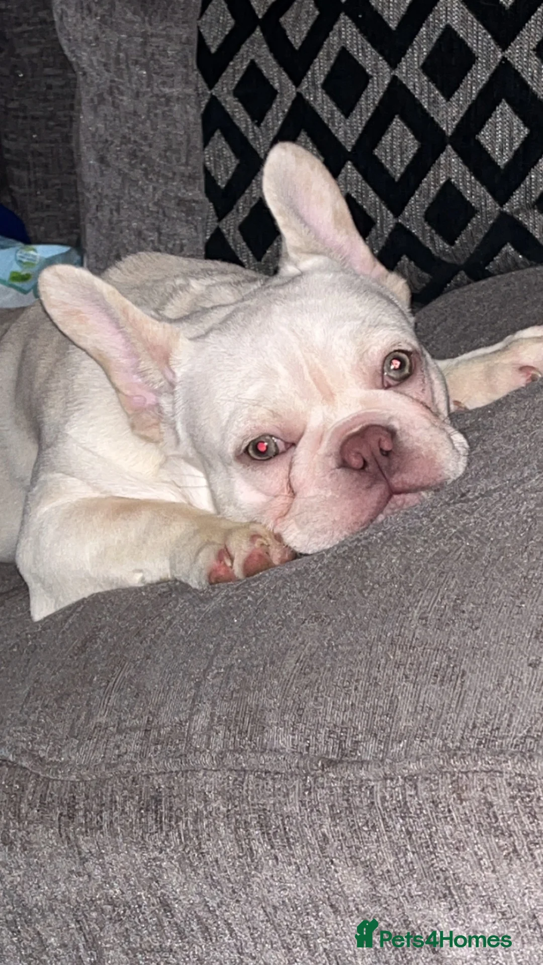 French Bulldog dogs for sale: KC registered platinum French bulldog - Advert 4