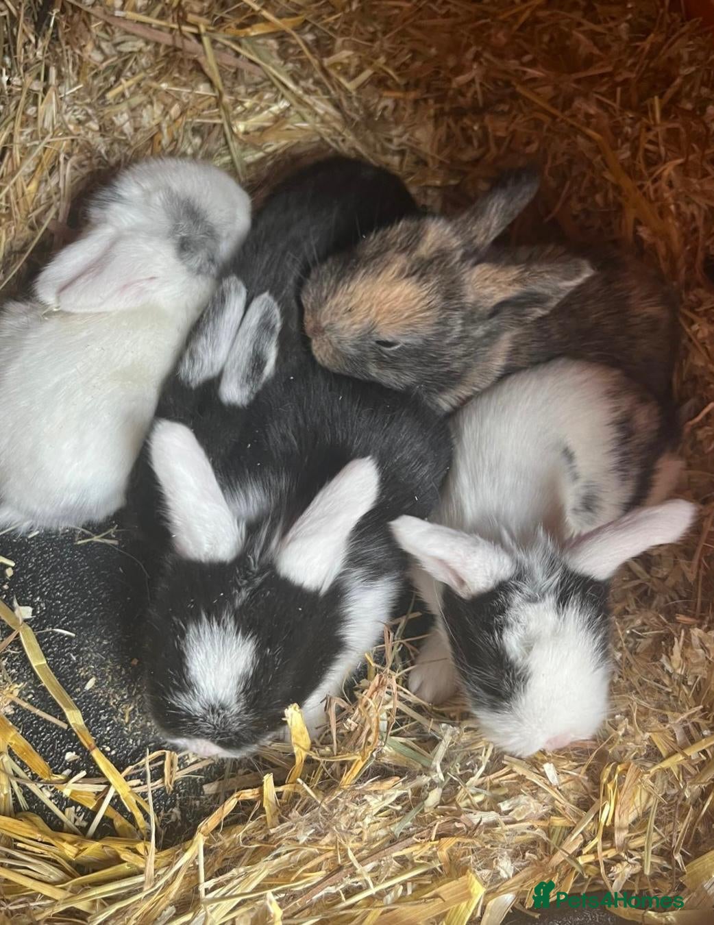 Mini Lop rabbits Mini Lop Babies - Ready to leave end of July  - Advert 2